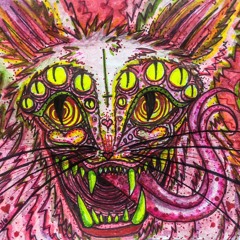 Feral Kitten