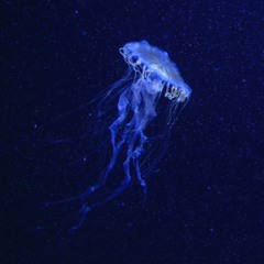Cnidaria