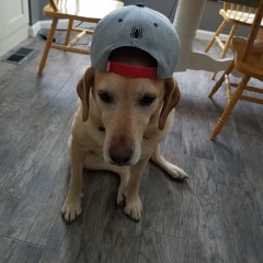 williesharpe