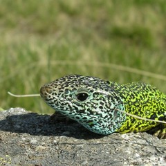 Humanidades Ambientales