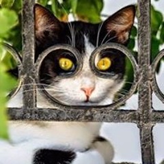 Harlan Harsimranjot Singh