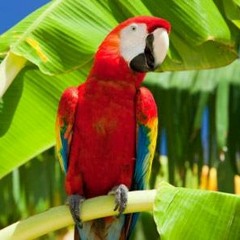 Papageienvogel