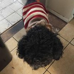 Tdog96