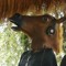 ZickDemon EquiON