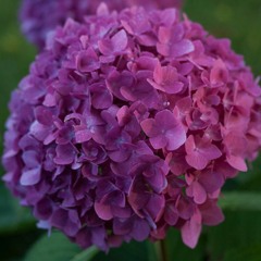 Hydrangea Mist