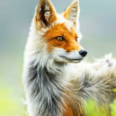 Kitsune