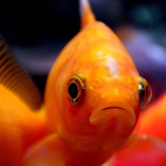 forlorngoldfish