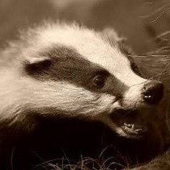 Hairy Badger