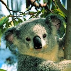 Koala Fights