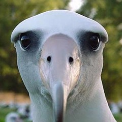 Lil' Albatross