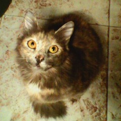 Adustam~