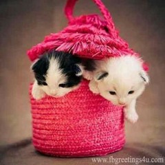 MaLik Alishba😎😝😘