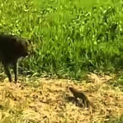 The Thin Ice (Band Demo)- Pink Floyd (cover)