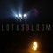 Lotusbloom