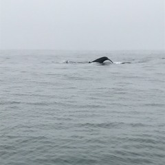 p@trick.Henry.GriffIn.II