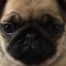 Pugson