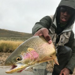 Apologies in Advance Podcast (Eeland Stribling)