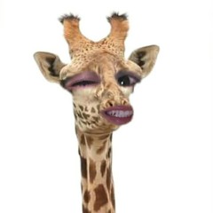 ehhyjay