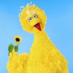 Bigbird16
