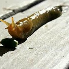 SLUGGY (SLUGGYBUDDY)