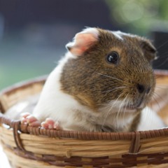 Poglet