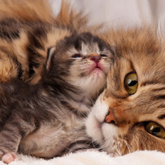 catlover7578