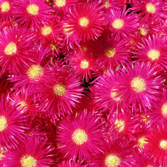 Ann-Maree Montgomery