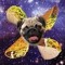Taco Pug