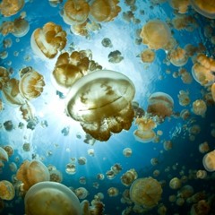 The Sullivan Project