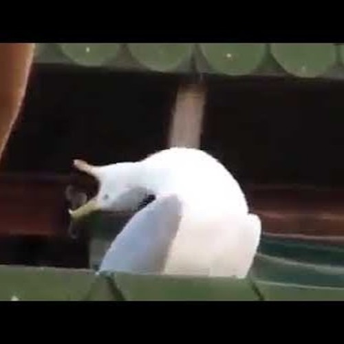 Stream SPY x FAMILY Opening Full「Mixed Nuts」by Official HIGE Dandism