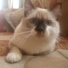 zain