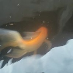 CorrvtedFish