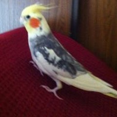 Jeje Le Fada Siegler