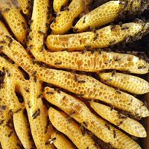 PISTAS SUELTAS.LIVE 2 - Monos Siniestros