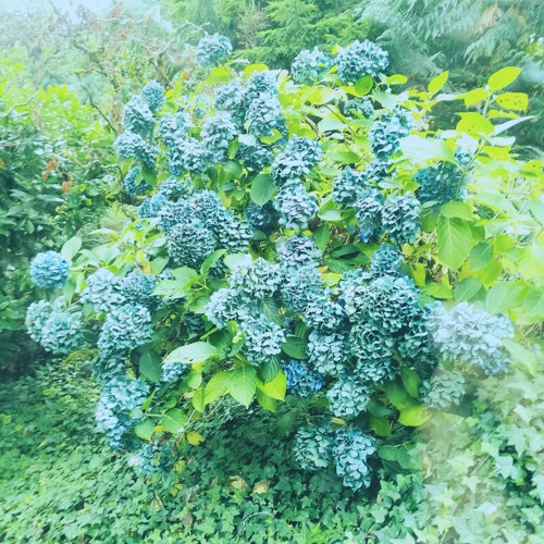 I Will Follow You Into the Dark (Cover)