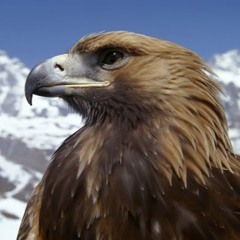 Мандрівний Лицар