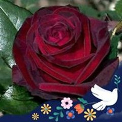 الرقية الشرعية بصوت الشيخ علي محمود الكردي #شافية بإذن الله.mp3