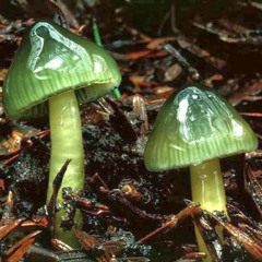Fungi Mungi