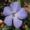 Periwinkle