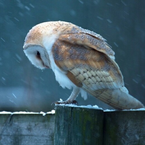 Temporal Spire - Own Eye Music