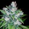Bluntsmoker420