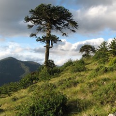 Alejandra Toro Echeverría