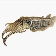 cuttlefish3011