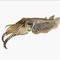 cuttlefish3011