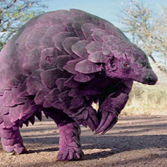Warcus