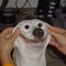 white dog smile