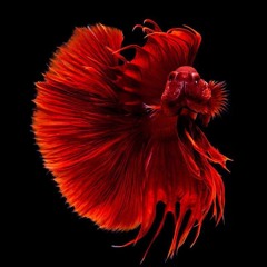 Audio Globe by F.T.C