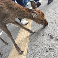 ちゃ押忍