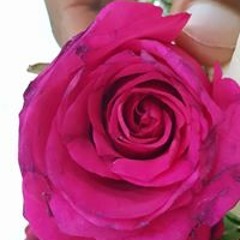 قروب آل الزيلعي