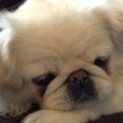 Triggerpug